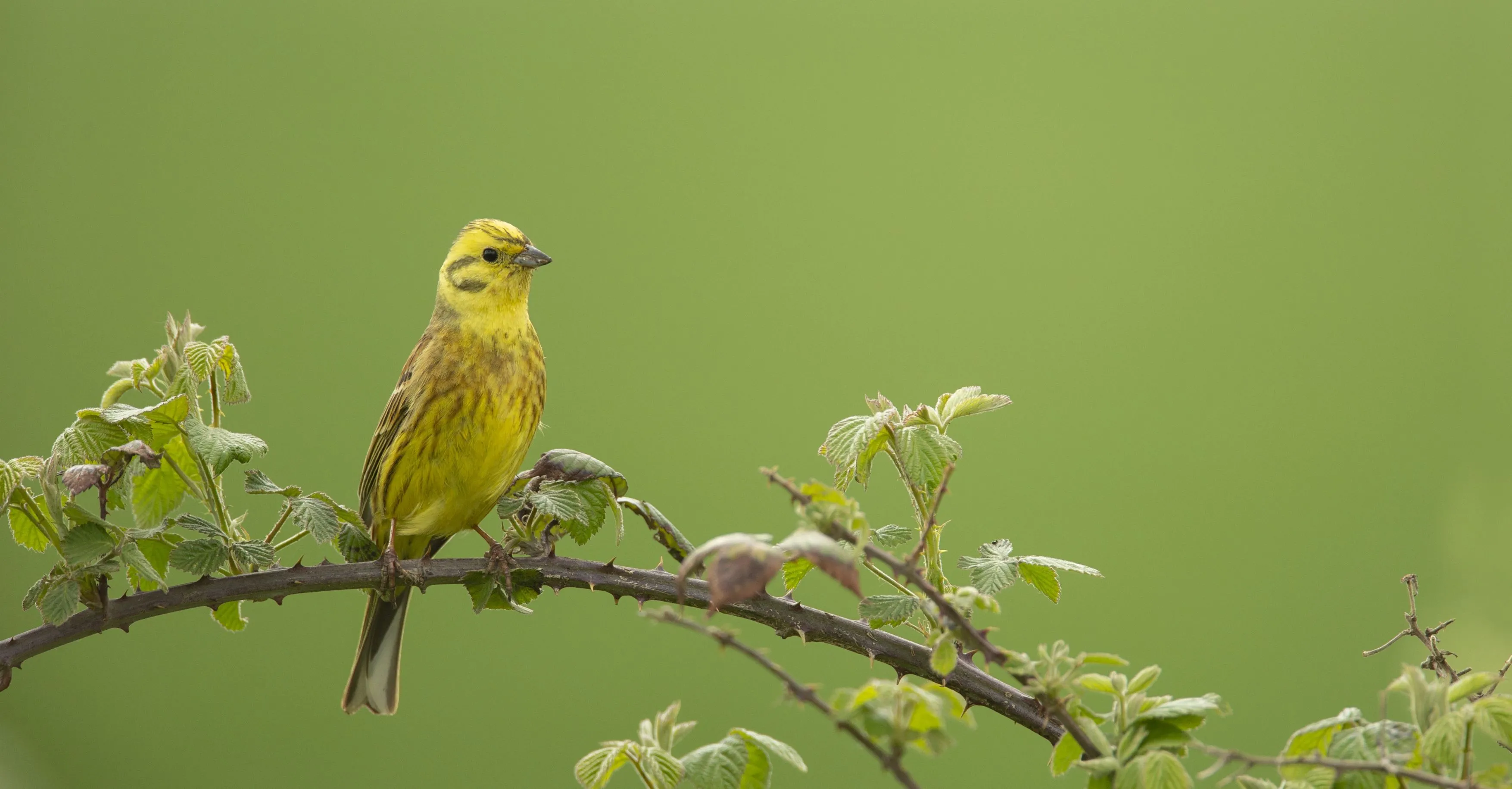 Yellowhammer perched on a bramble branch.